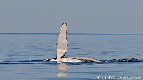 Whale_watching_in_Exmouth