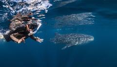 Deluxe Whaleshark Swim Tour aboard MV JAZZ 2            (1 of 2 Boats available).