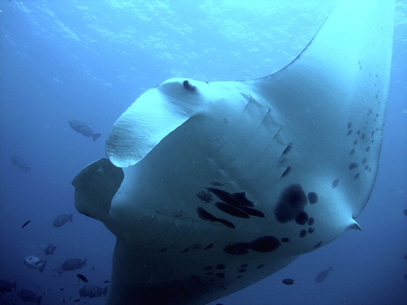 Full Day Outer Reef/Islands Snorkel Tour