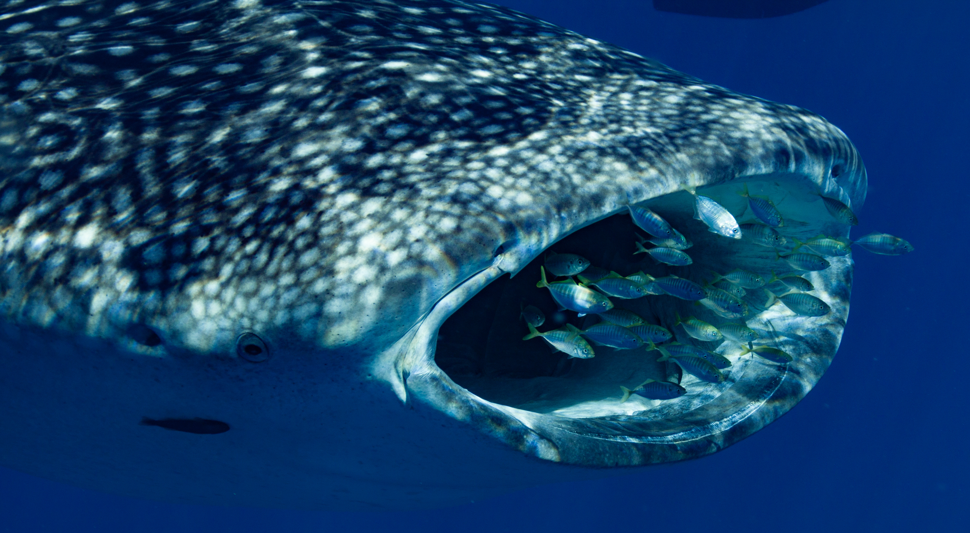 Deluxe Whaleshark Swim Tour aboard Blue Strike            (2 of 2 Boats Available).