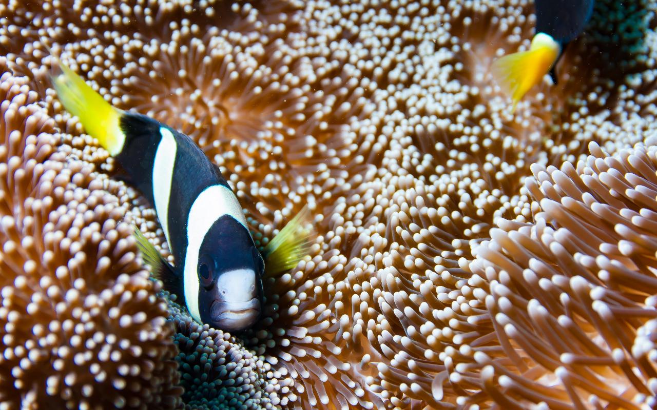 Half day Reef Snorkel Tour