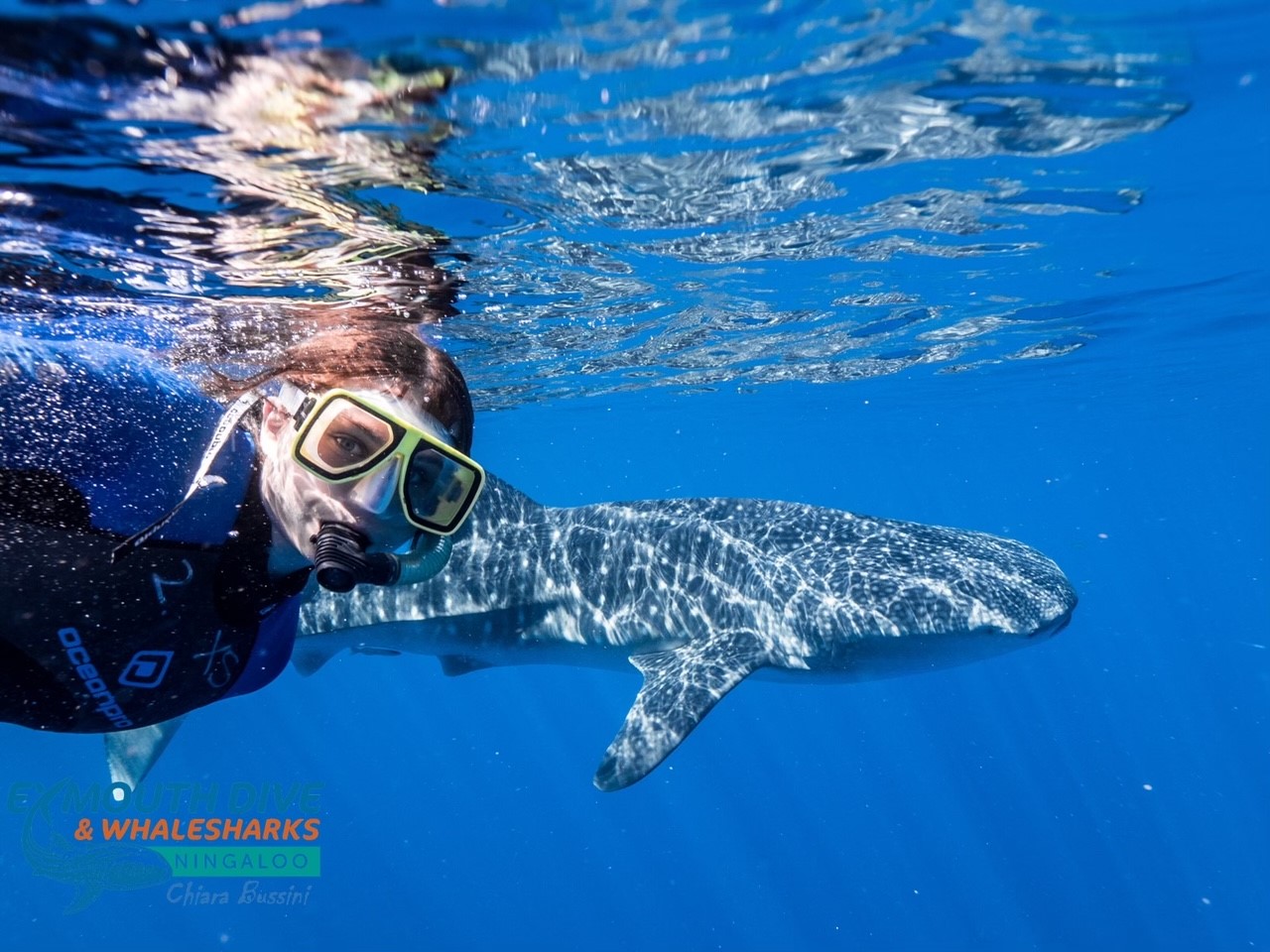 Deluxe Mega fauna Humpback/Whaleshark Swim Tour