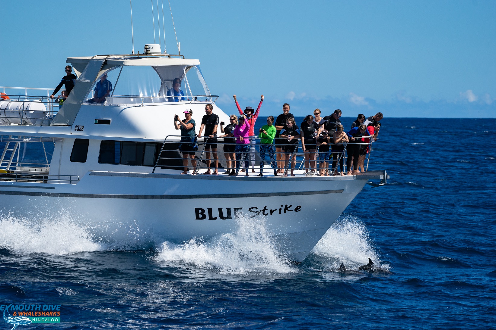 Deluxe Whaleshark Swim Tour on Blue Strike          (1 of 2 Boats Available).