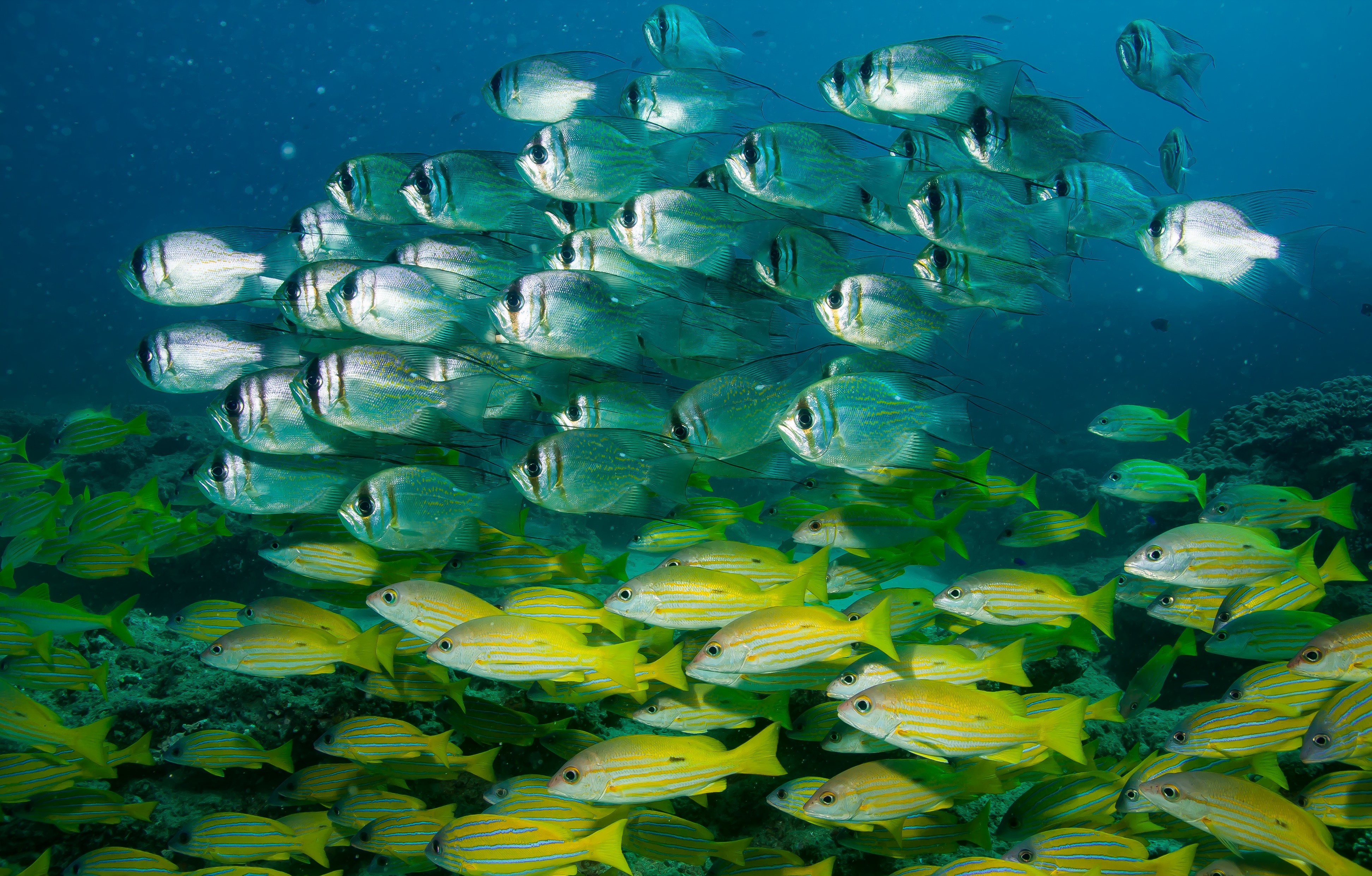 Full Day Outer Reef/Islands Snorkel Tour