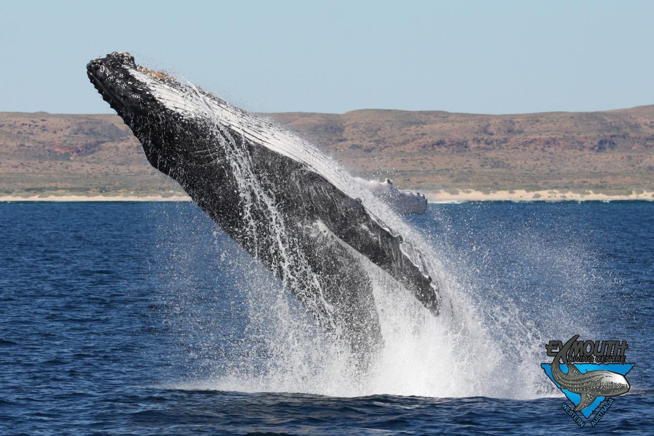 sunset whale watching tour exmouth