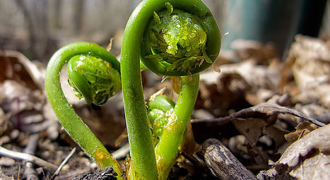 Fiddlehead Forage