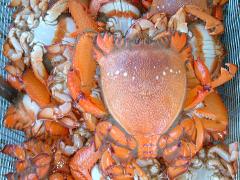 Crabbing & Nature Discovery Tour