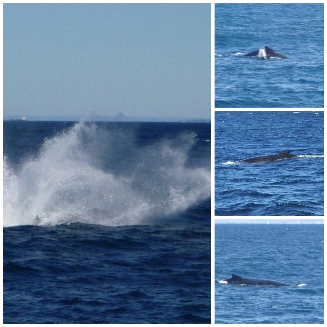 Extreme Whale Watching