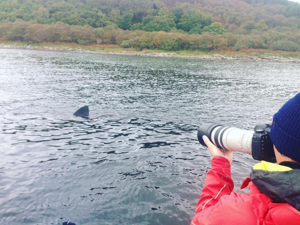 Basking Shark Research Expeditions (3 DAY)