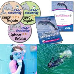 Dolphin Snorkeller Course