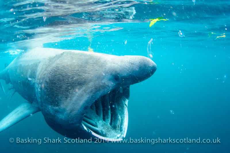  2022 -2023 Basking Shark Weeks