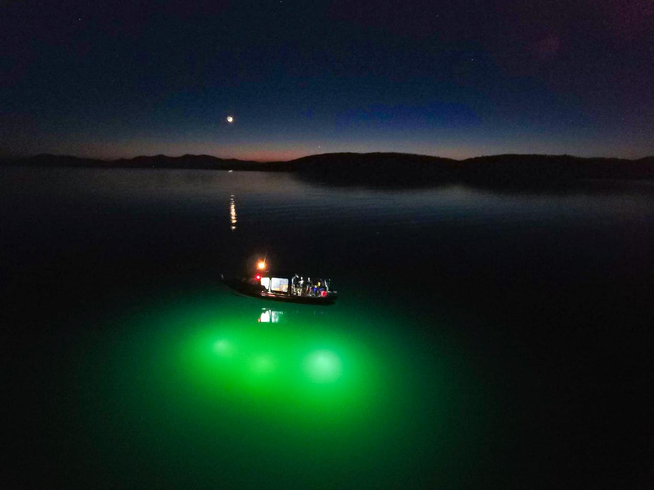 Night Snorkelling