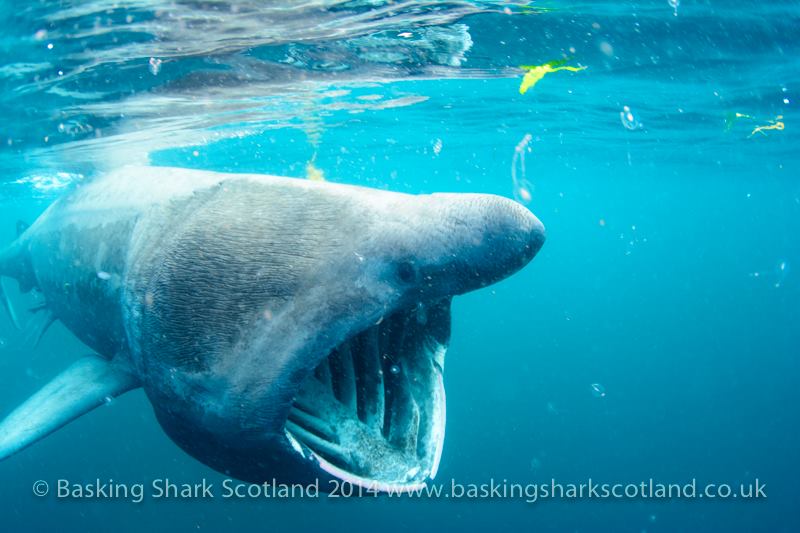 Four Day Basking Shark Tour