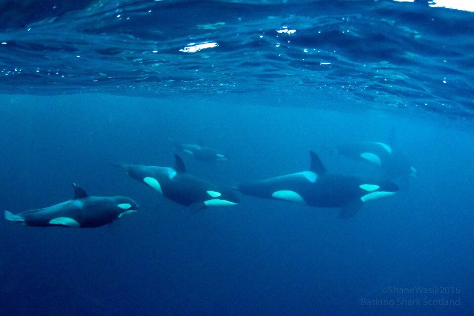 Swimming With Killer Whales