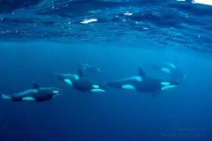 Swim with Orca - Whale Safari