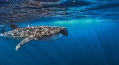 Swim with Whale Sharks - Private Group Tour PAY IN FULL OPTION
