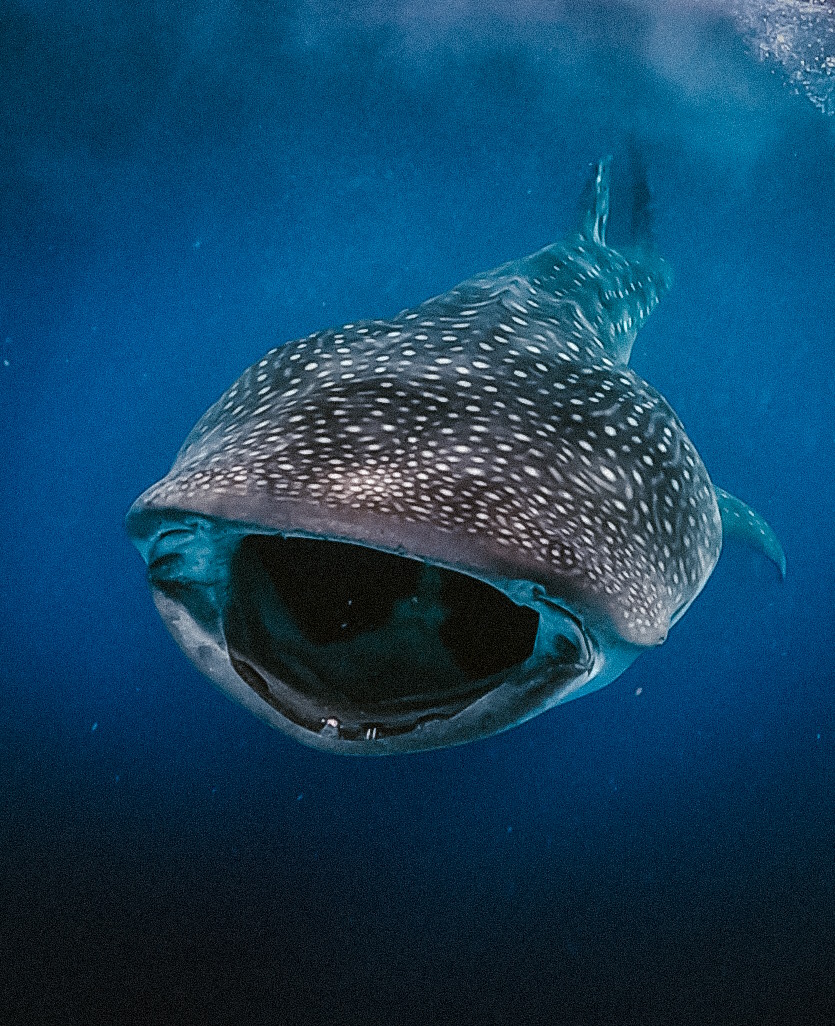 Swim with Whale Sharks - Open Tour - Per Person