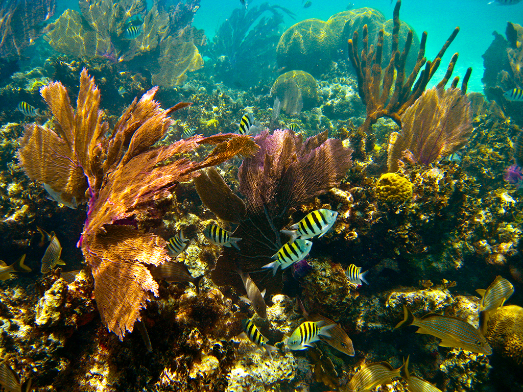 Private Group Island Snorkel Tour