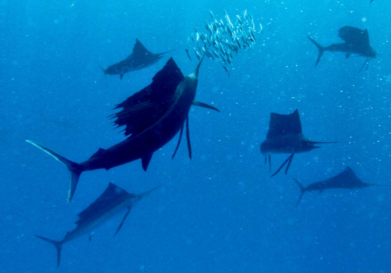 Swim with Sailfish - Private Group Tour (max 6 people) PAY IN FULL OPTION