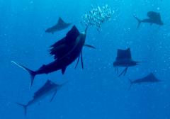 GIFT CERTIFICATE Swim with Sailfish - Private Group Tour (max 6 people)