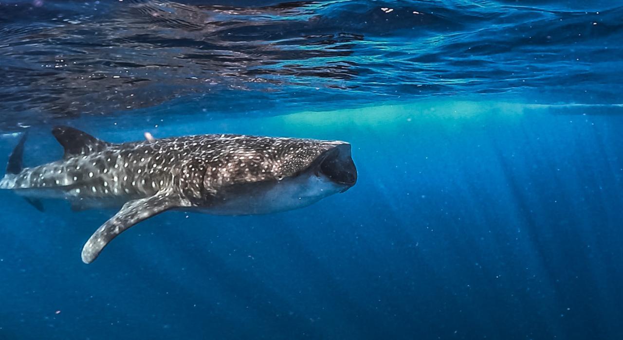 Swim with Whale Sharks - Private Group Tour