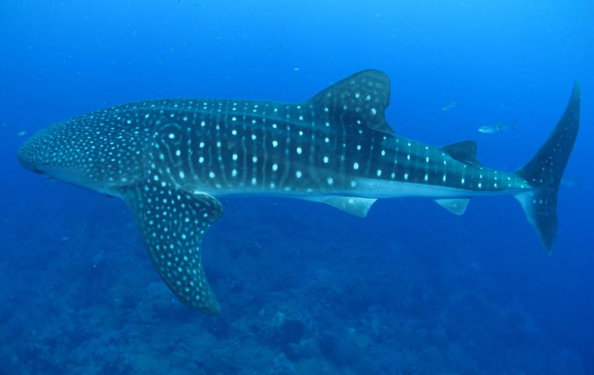 GIFT CERTIFICATE Swim with Whale Sharks - Private Group Tour