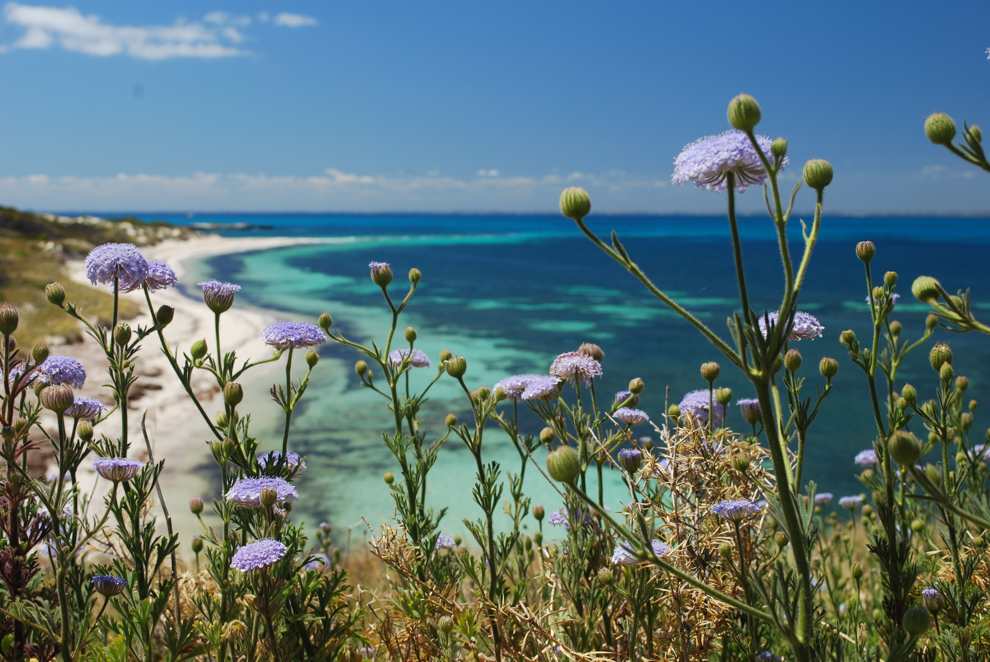 【Short Break Tour】 Rottnest Bayseeker Island Tour | Daily 13:45pm