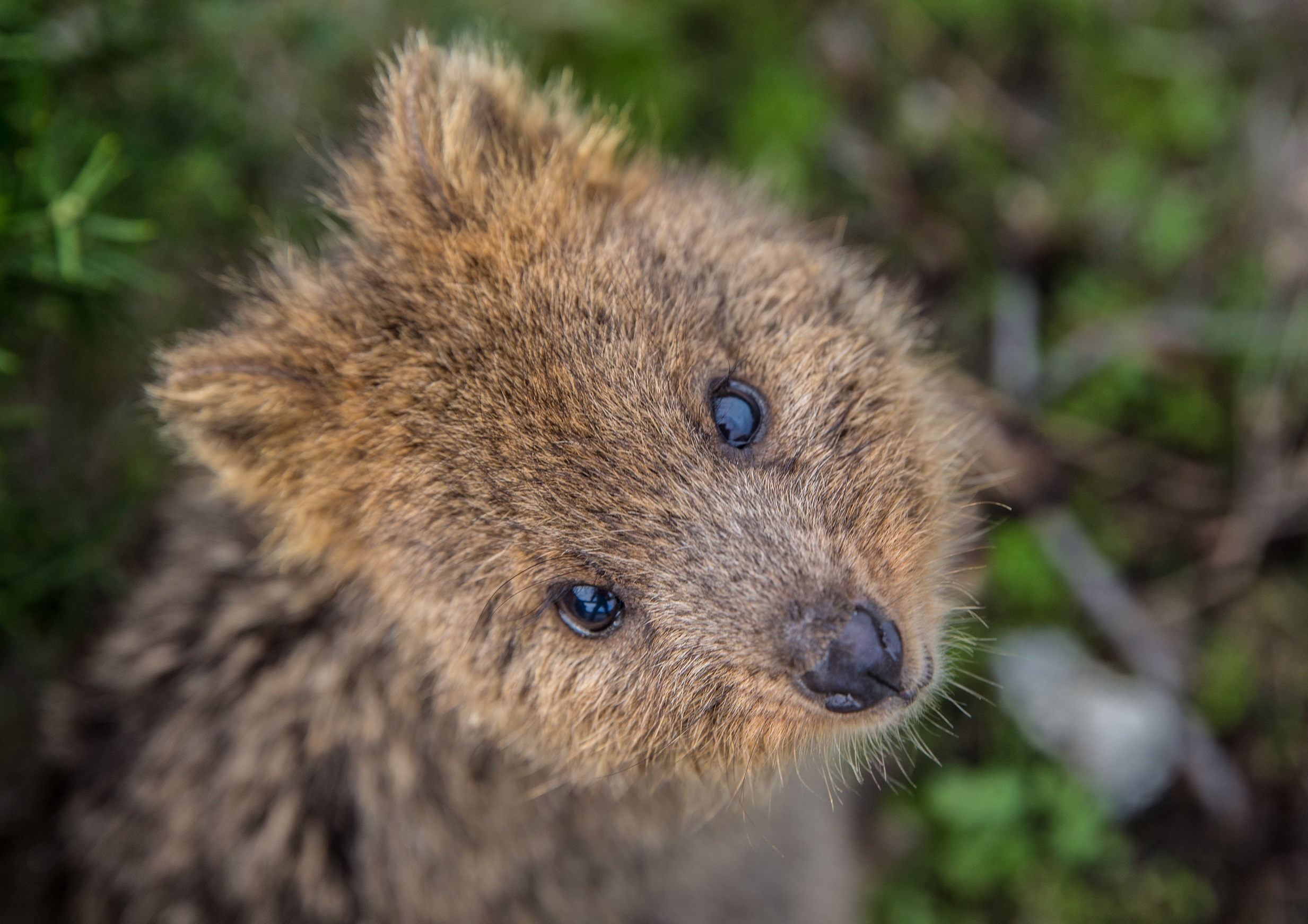 【Short Break Tour】 Rottnest Bayseeker Island Tour | Daily 13:45pm