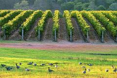 MARGARET RIVER - Margaret River Chocolate, Nougat, Wine and Coastal Full Day Tour