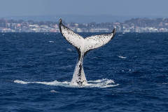 WHALEWATCHING - Rottnest Fast Ferries - departing Hillarys 0900