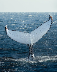 WHALEWATCHING - Rottnest Fast Ferries - departing Hillarys 12:00