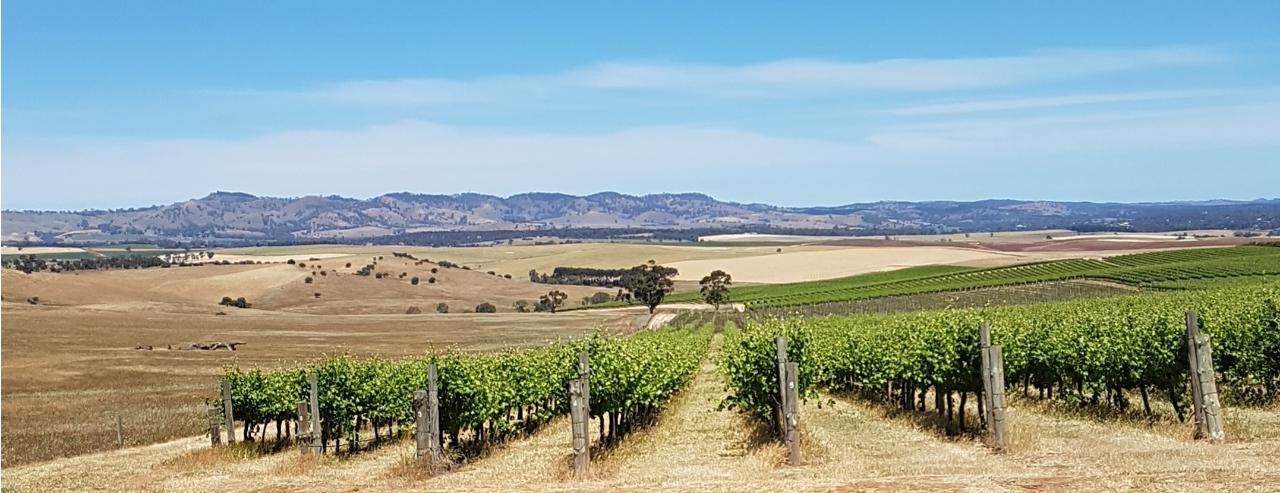 Barossa Small Group Wine Tour Small Batch Wine Tours Reservations