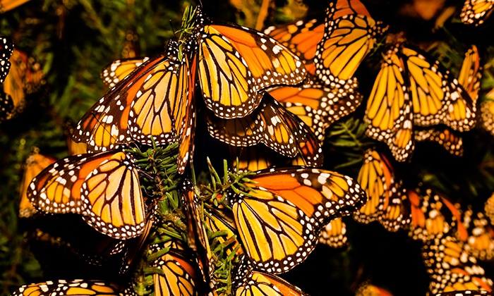 TOUR MARIPOSA MONARCA EN VALLE DE BRAVO