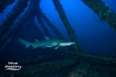Key Biscayne Deep Dives from Lancelin