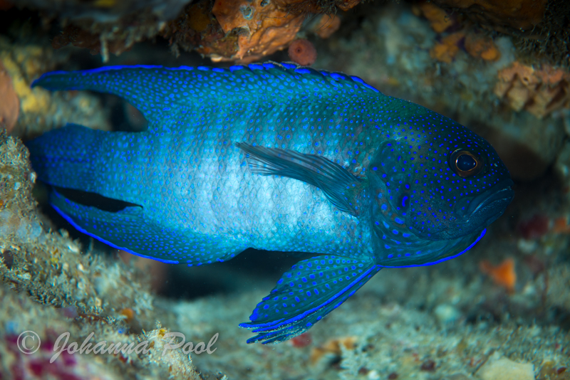 Carnac Island Dive or Snorkel