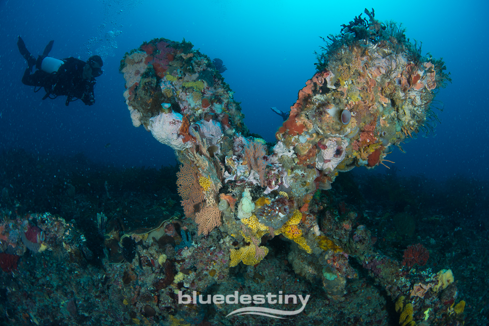 Rottnest Island (Wadjemup) Deep Dives