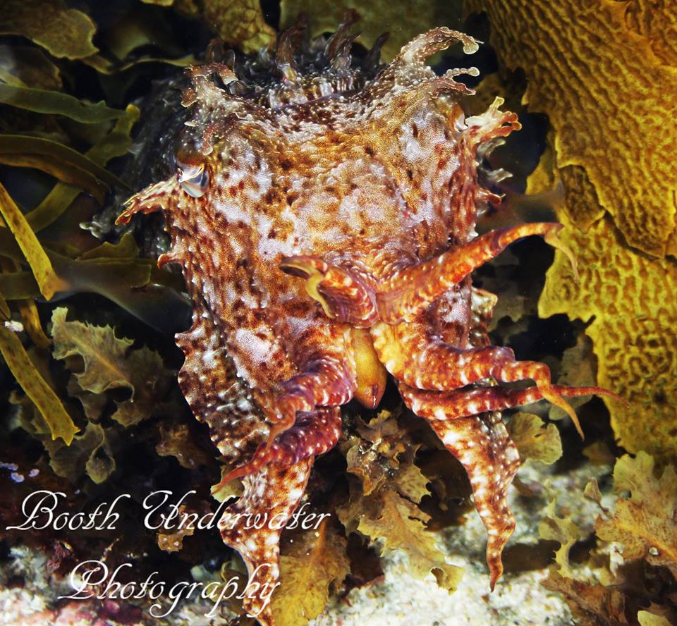 Rottnest Island Night Dive