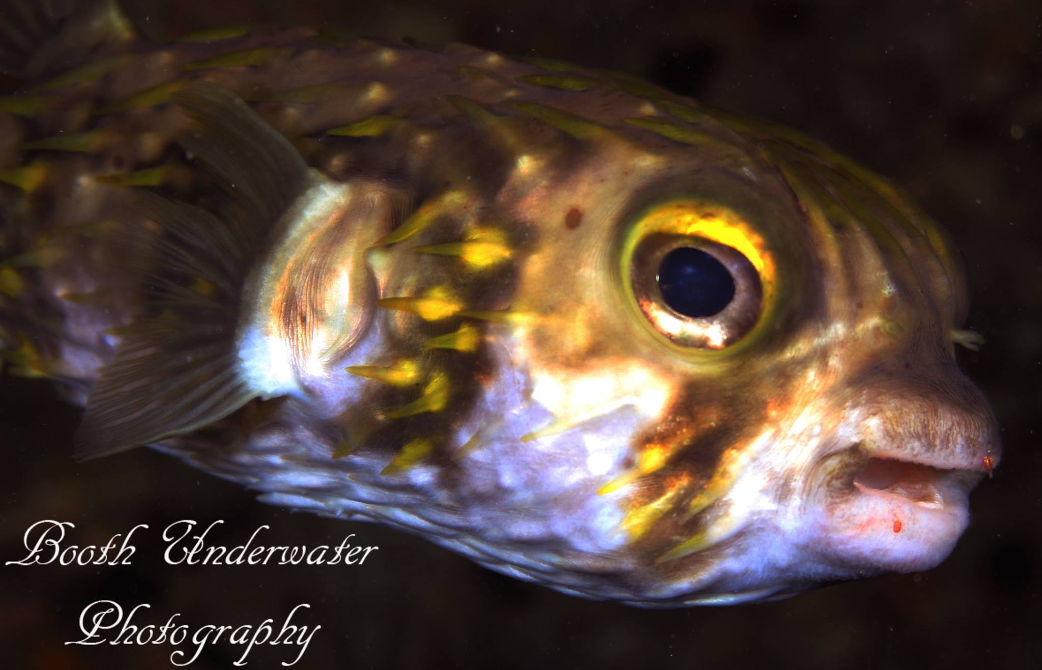 Rottnest Island Night Dive