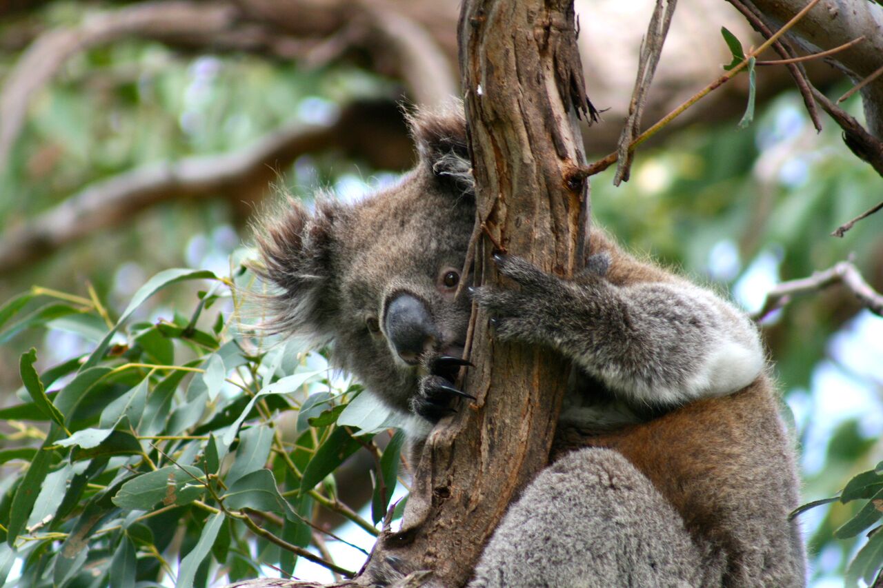 Exceptional Port Lincoln, Seafood and Wildlife Tour - Full Day