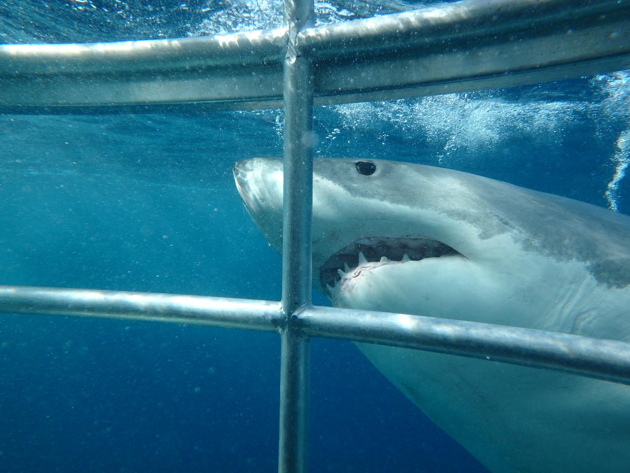 Great White Sharks & Coffin Bay Seafood Experience - 2D2N