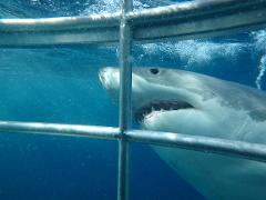Great White Sharks & Coffin Bay Seafood Experience - 2D2N