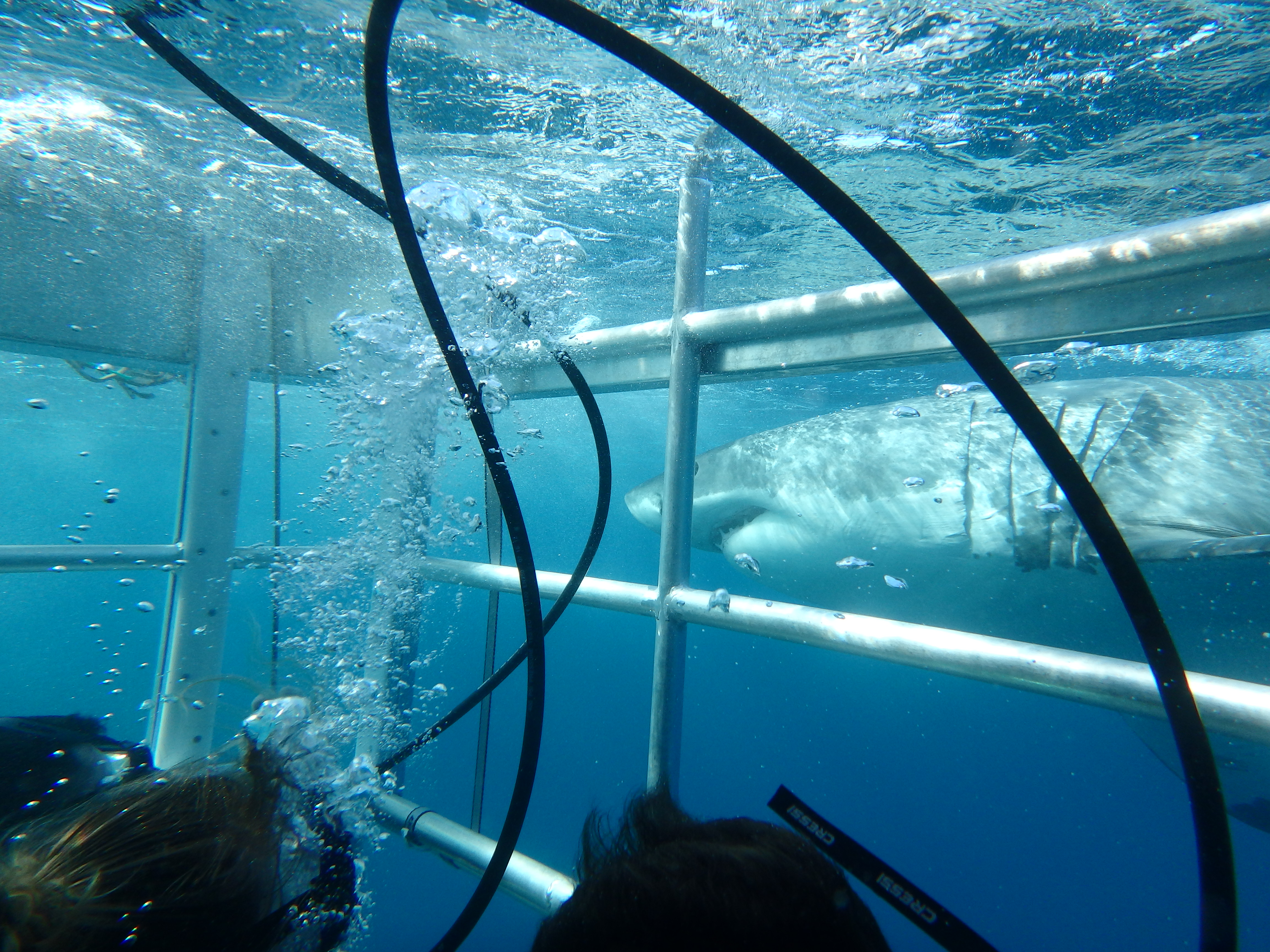 Great White Sharks & Exceptional Port Lincoln - 2D2N