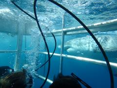Great White Sharks & Exceptional Port Lincoln - 2D2N