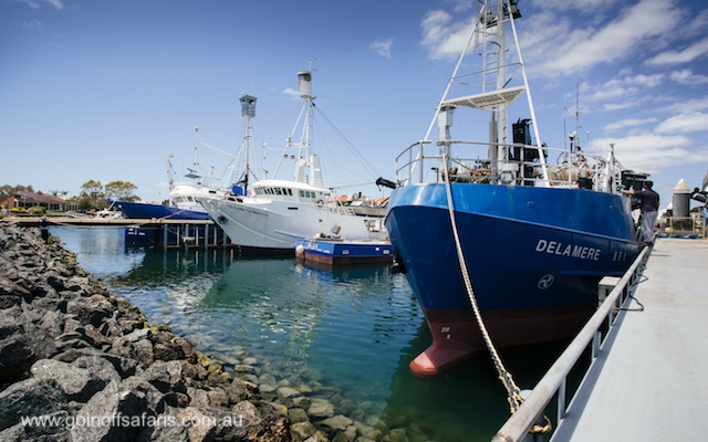 Exceptional Port Lincoln, Seafood and Wildlife Tour