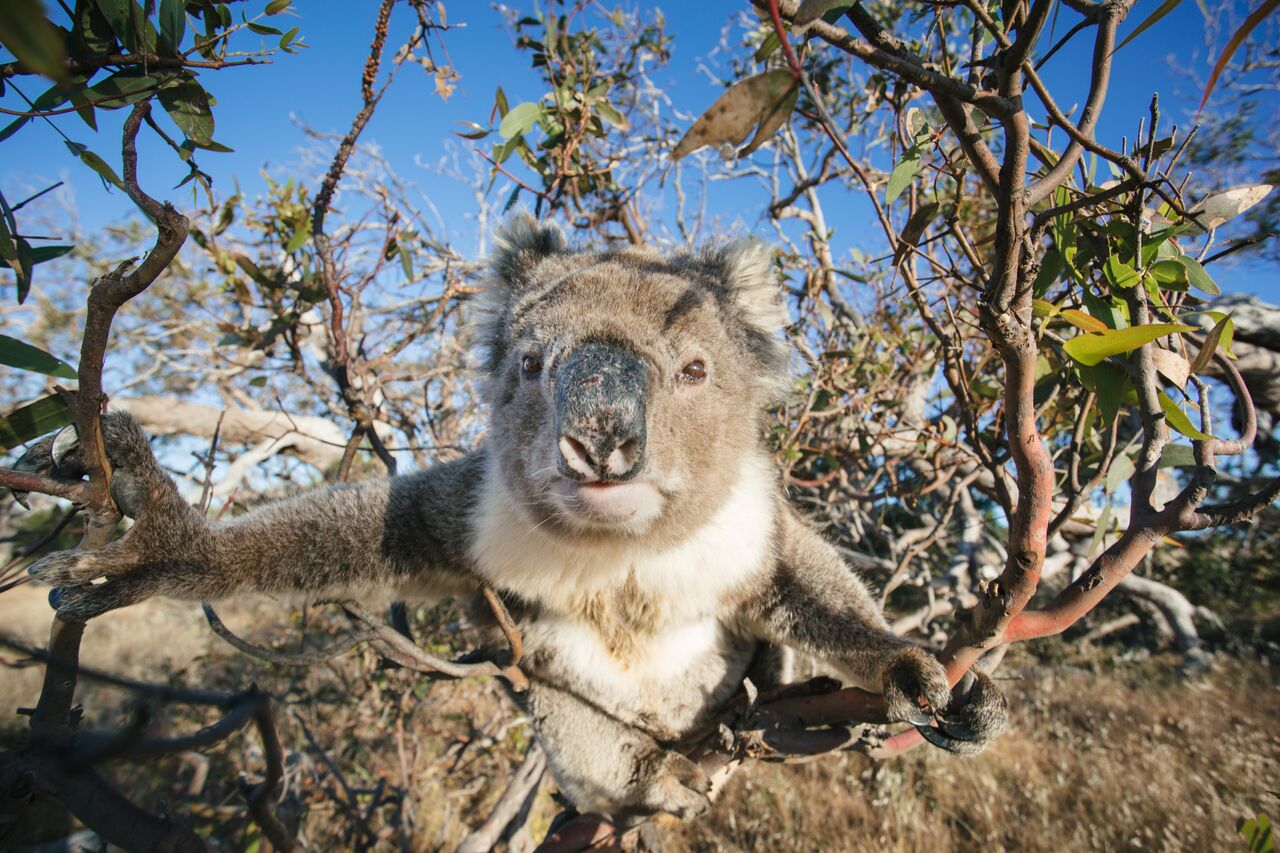 Best of Coffin Bay & Port Lincoln Cruise Ship Tour