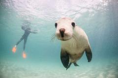 Norwood FC - Swim with the Sealions