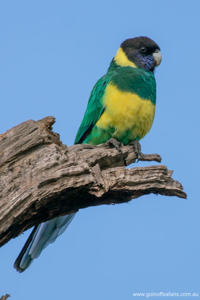 Birdwatching on the Southern Eyre Peninsula