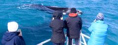 Winter Whales Watching & Wildlife Encounter