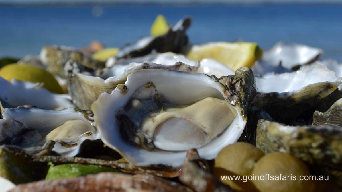 Coffin Bay Oysters, Ocean and Nature Tour Full Day