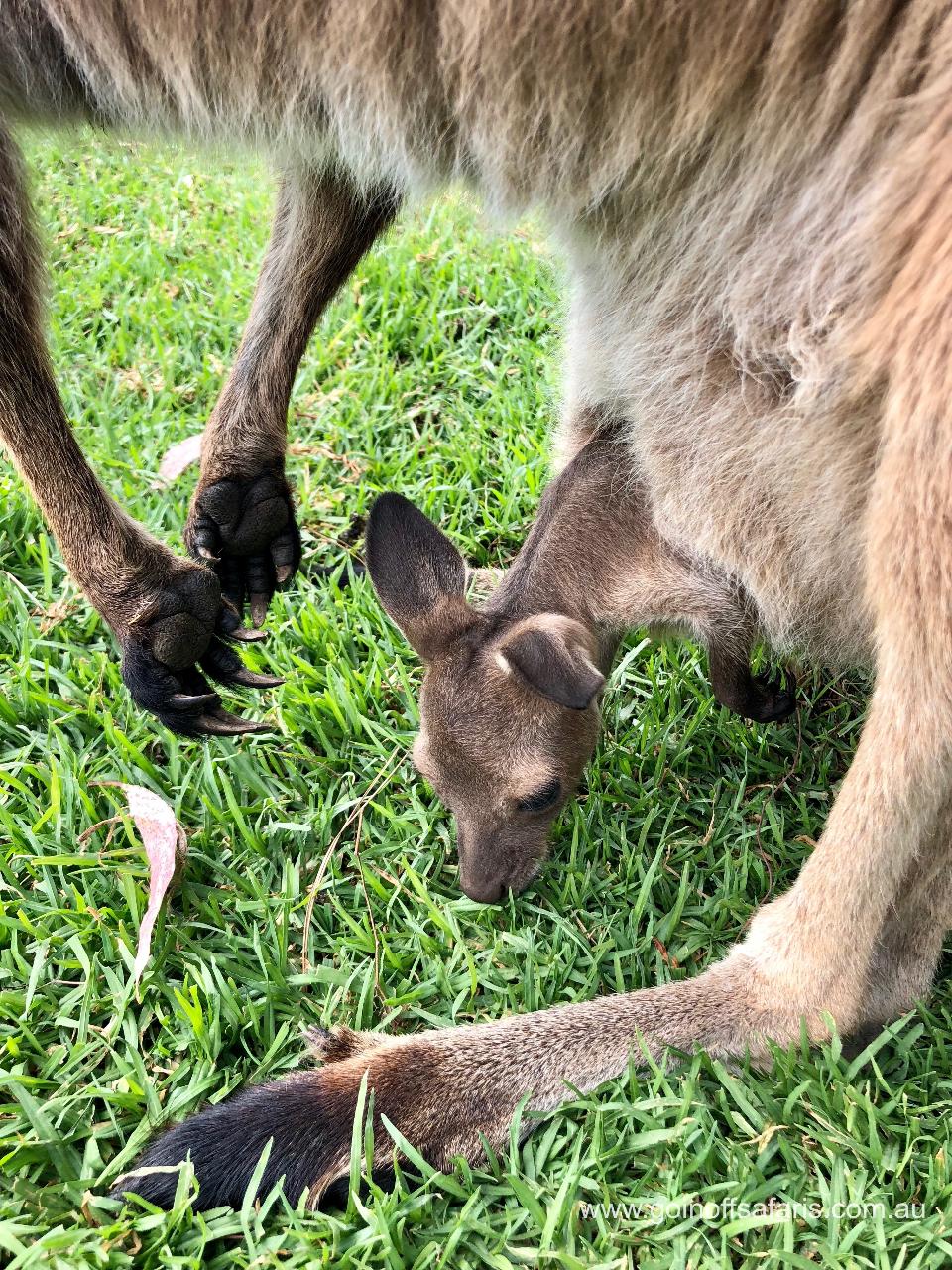 Coffin Bay Oysters, Ocean and Nature Tour Full Day